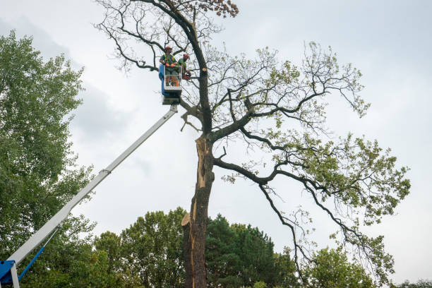 How Our Tree Care Process Works  in  Spanish Springs, NV